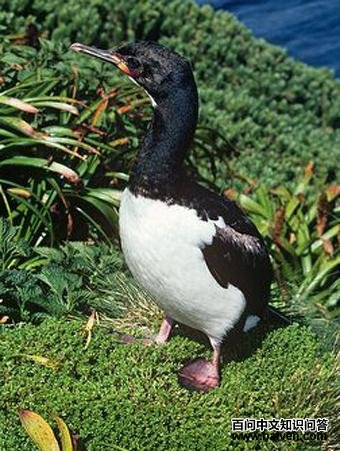 ������˵�ͼƬ