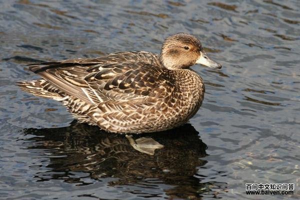 ������βѼ��ͼƬ