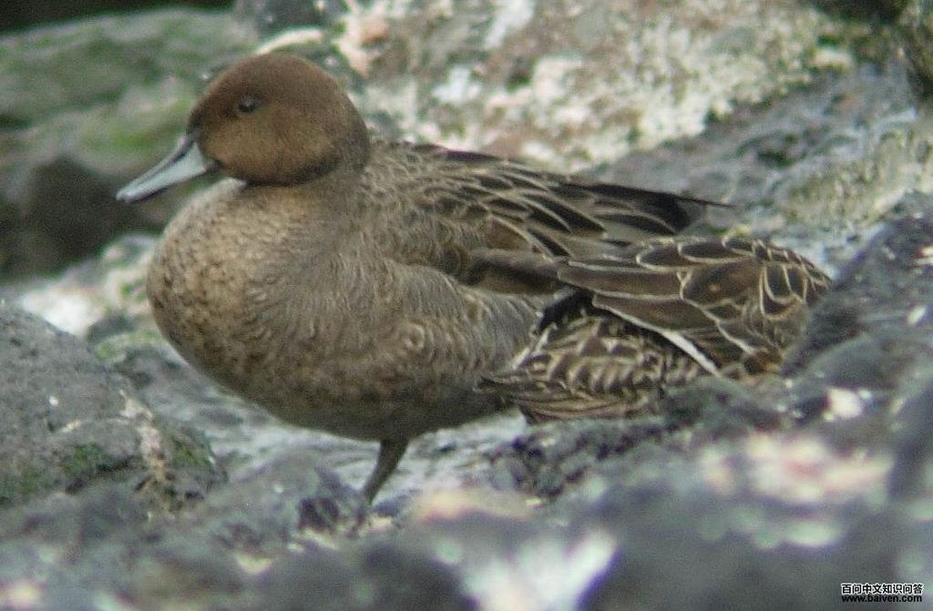 ������βѼ