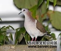 白腹棕翅鸠 白腹棕翅鸠的图片