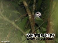 ��������ͼƬ