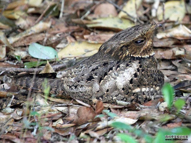 卡氏夜鹰 卡氏夜鹰的图片