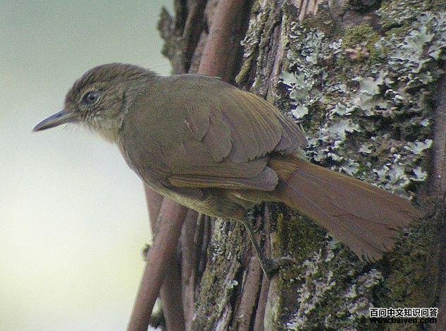 ������ľ�ǵ�ͼƬ