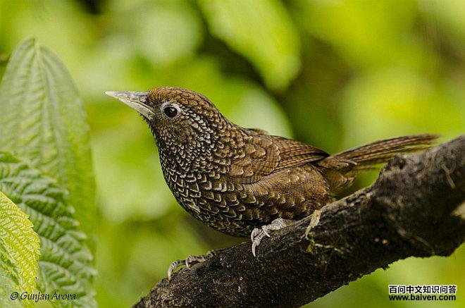 ��ǡ��Ш�����̵�ͼƬ