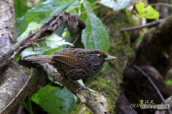 Ш������