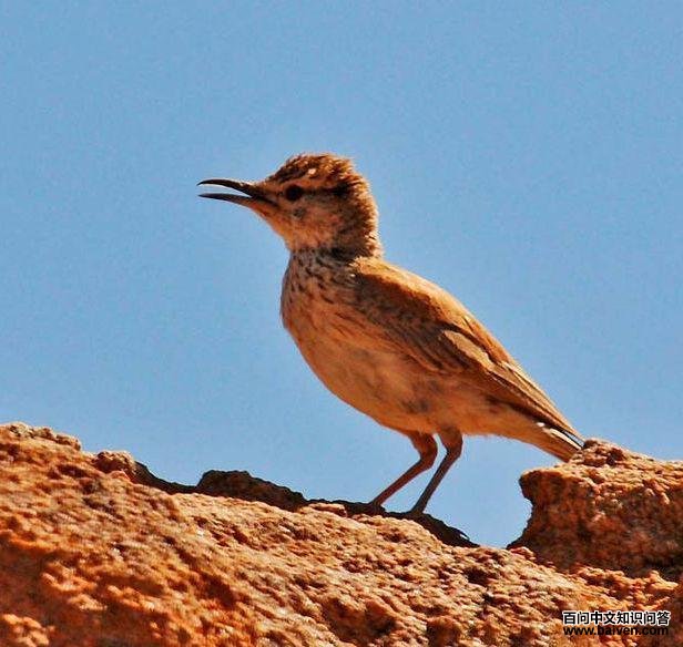 ��³�����