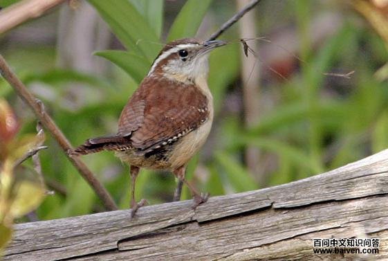 ����έ����