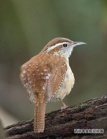 ����έ����