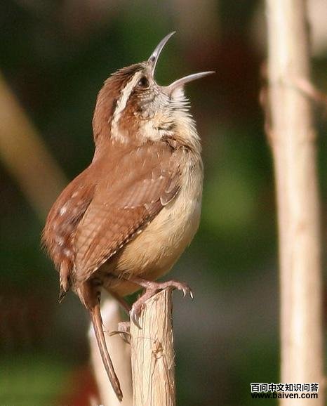 ����έ����