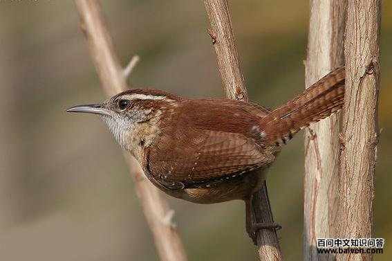 ����έ����