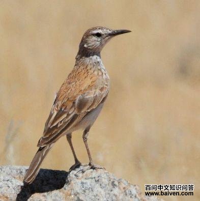 ��³������ͼƬ