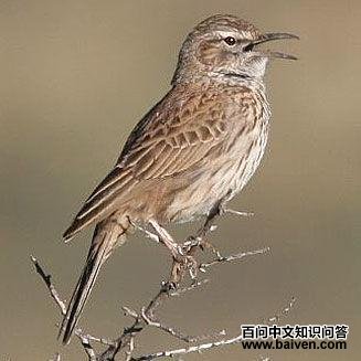 ��³�����