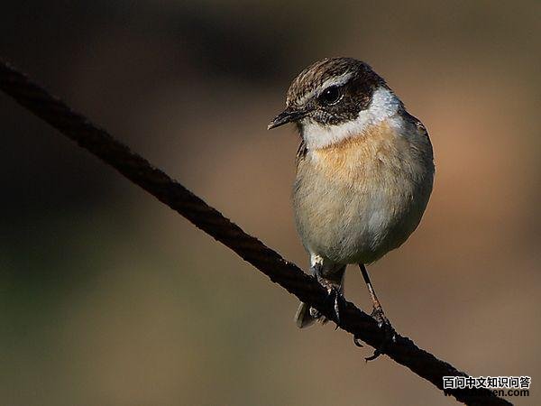 卡岛石鵖 卡岛石鵖的图片