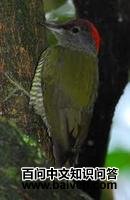 喀麦隆啄木鸟 喀麦隆啄木鸟的图片