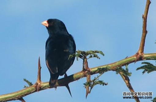 喀麦隆维达鸟 喀麦隆维达鸟的图片