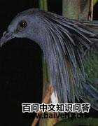 喀麦隆鸽 喀麦隆鸽的图片