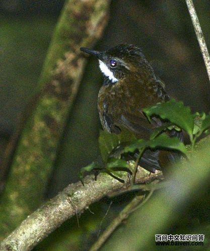 ާ�Ӵ�ݺ��ͼƬ