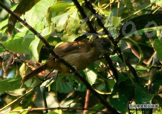 ����¡��