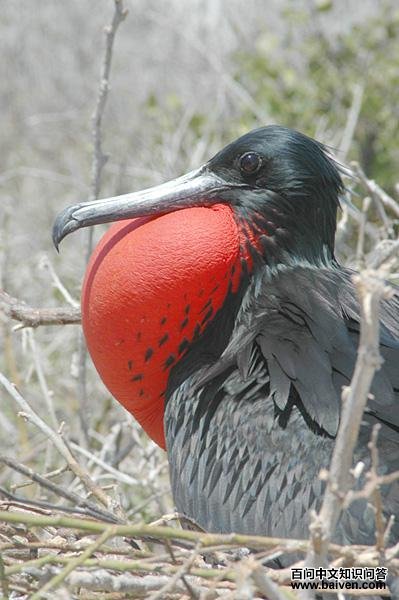 军舰鸟属 军舰鸟属的图片