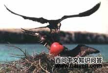 ������Ƶ�ͼƬ