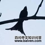 ������˹��β