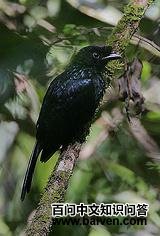 ˹��������β