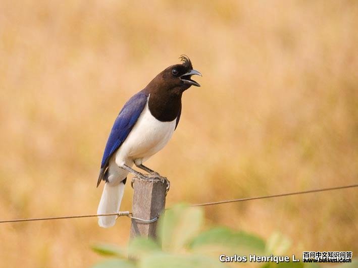 ������ѻ��ͼƬ