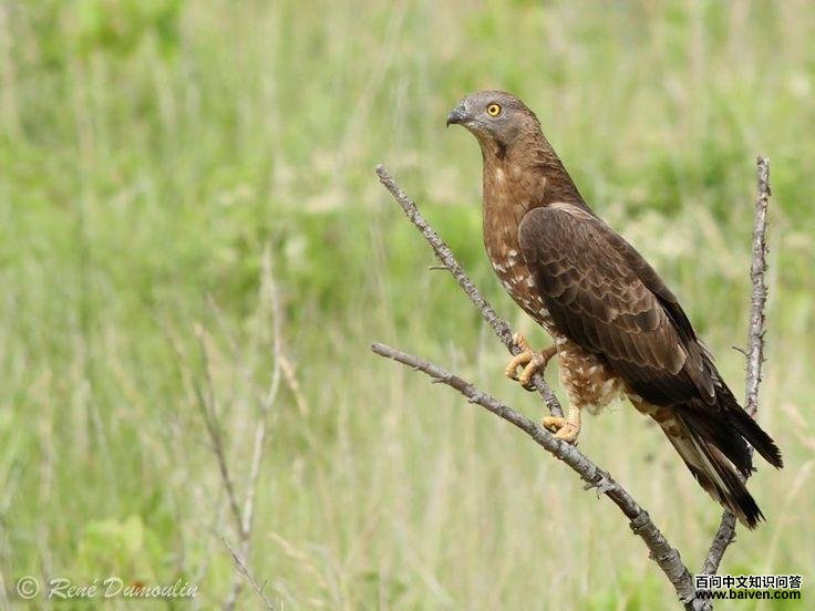 鹃头蜂鹰 鹃头蜂鹰的图片