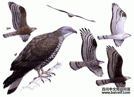 ��ͷ��ӥ����̬����ͼ