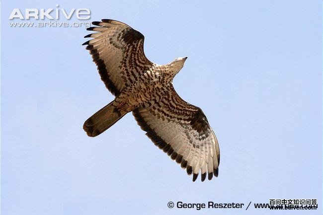 ��ͷ��ӥ������ͼ