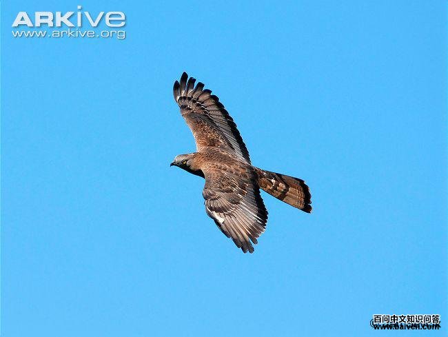 European honey-buzzard in flight showing dorsal plumage