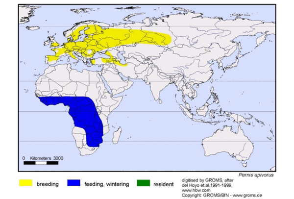 ��ͷ��ӥ�������ֲ�ͼ