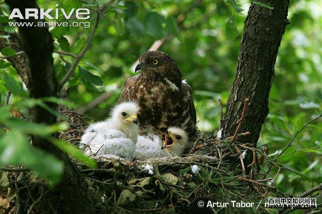 ��ͷ��ӥ������