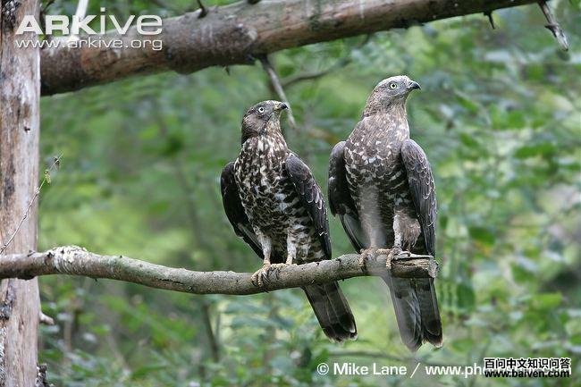 ��ͷ��ӥ��һ��