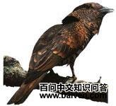 ���t�Ƶ�ͼƬ