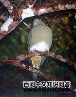 白腹针尾绿鸠 白腹针尾绿鸠的图片