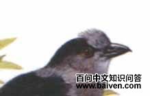 ���t��ͼƬ