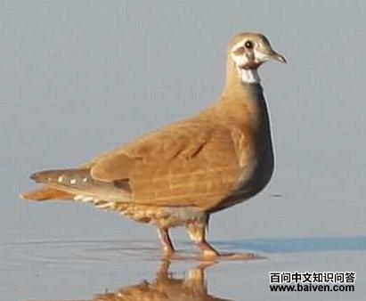 ��Ⱥͭ����ͼƬ