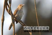 锯嘴鹪鹩 锯嘴鹪鹩的图片