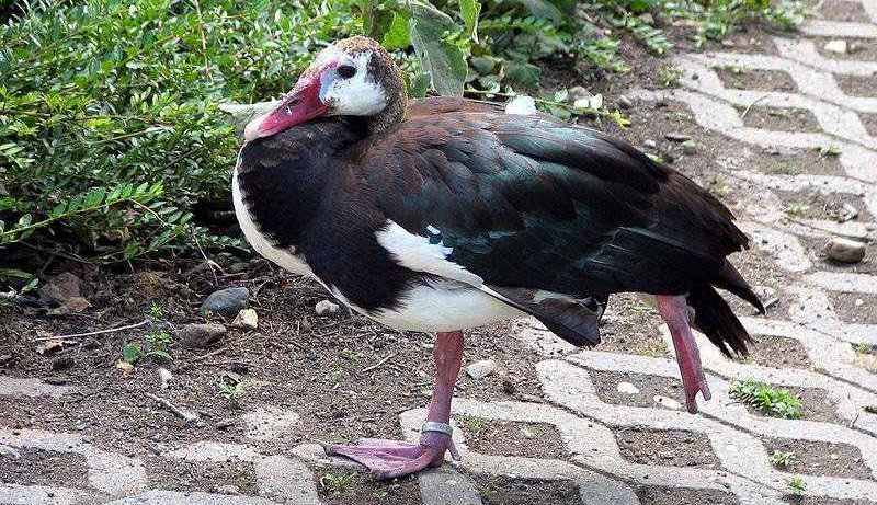 ������ͼƬ