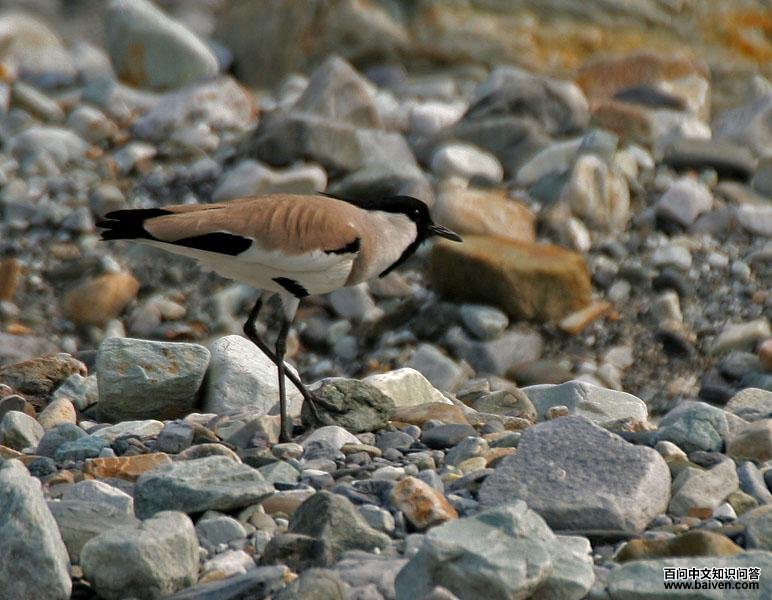 ����󼦵�ͼƬ