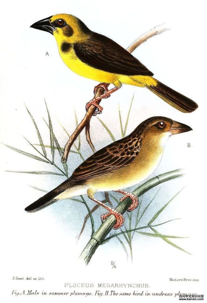 ����֯ȸ��ͼƬ