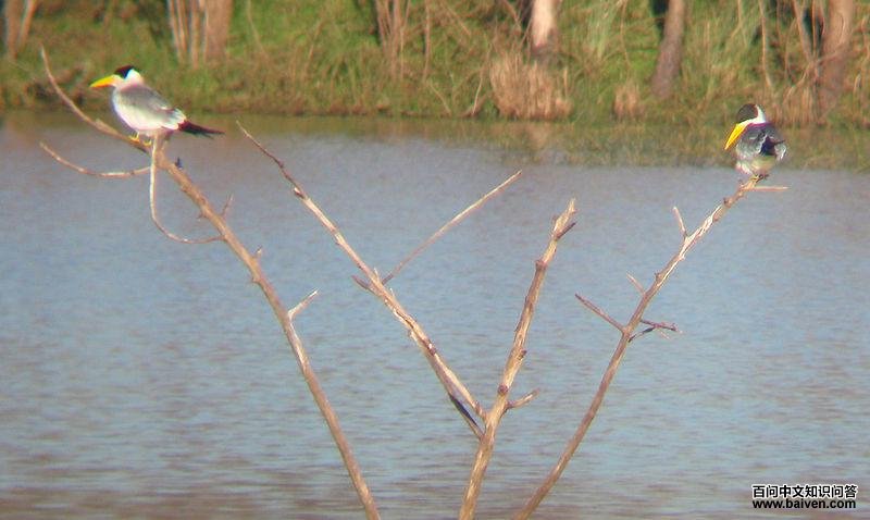 巨嘴燕鸥 巨嘴燕鸥的图片