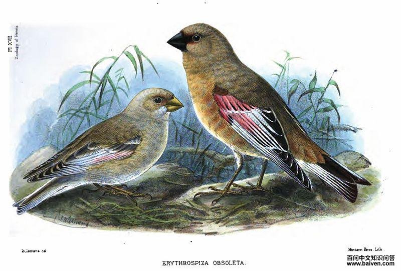 ����ɳȸ��ͼƬ