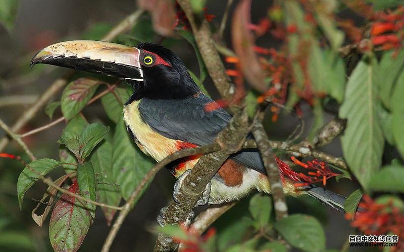 ������Ƶ�ͼƬ