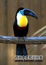 ���ƺ�������