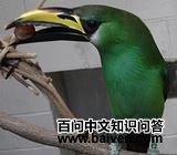 �̾�������