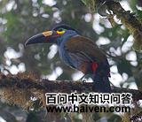 ɽ��������