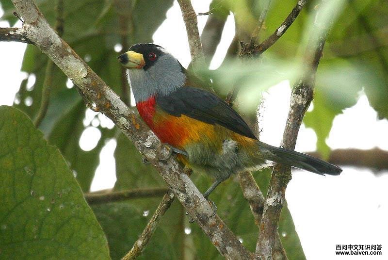 ����������ͼƬ