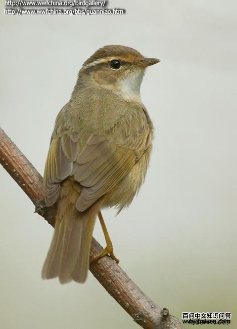 ������ݺ